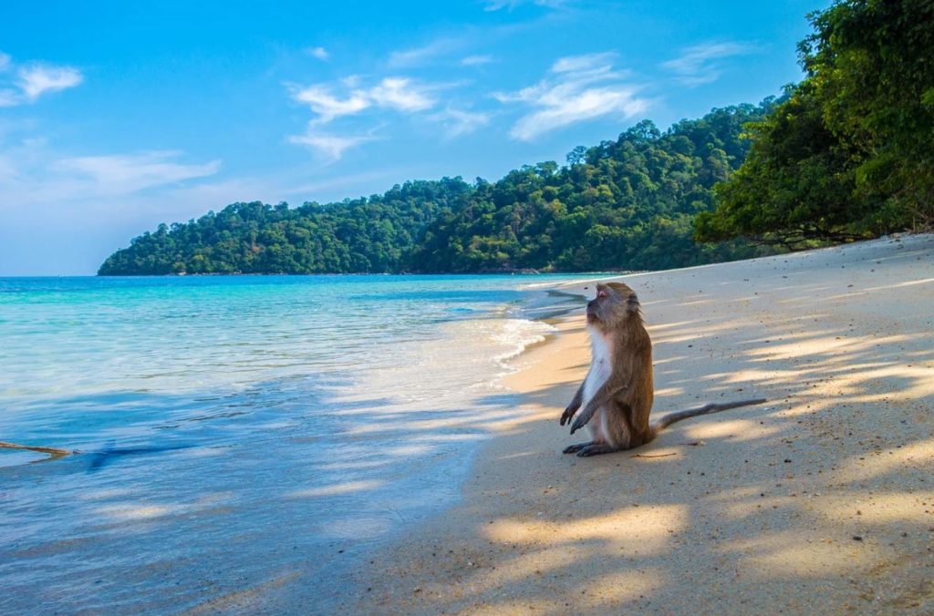 Un mono sentado tranquilamente en una playa paradisiaca en Tailandia.