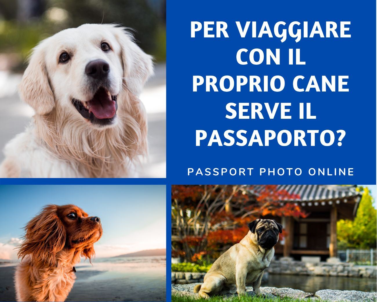Per viaggiare con il proprio cane serve il passaporto?