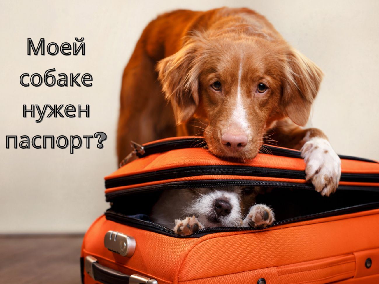 Моей собаке нужен паспорт во время путешествия?