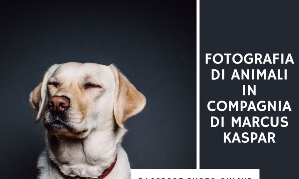 Un cane in posa per una foto. Il testo dice "Fotografia di animali in compagnia di Marcus Kaspar"