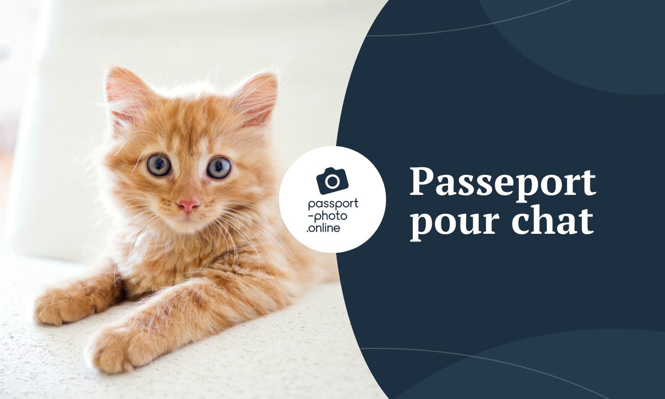 Passeport pour chat : ce qu’il faut savoir