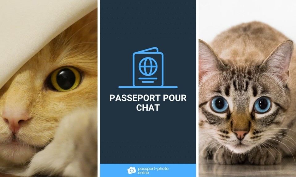 Photos de chats mignons. Le texte dit "passeport pour chat"